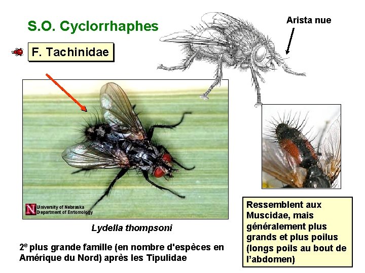 S. O. Cyclorrhaphes Arista nue F. Tachinidae Lydella thompsoni 2 e plus grande famille