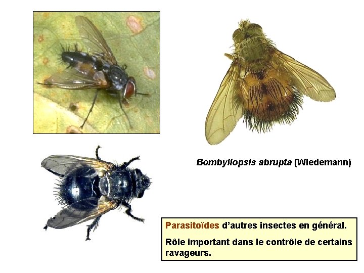 Bombyliopsis abrupta (Wiedemann) Parasitoïdes d’autres insectes en général. Rôle important dans le contrôle de