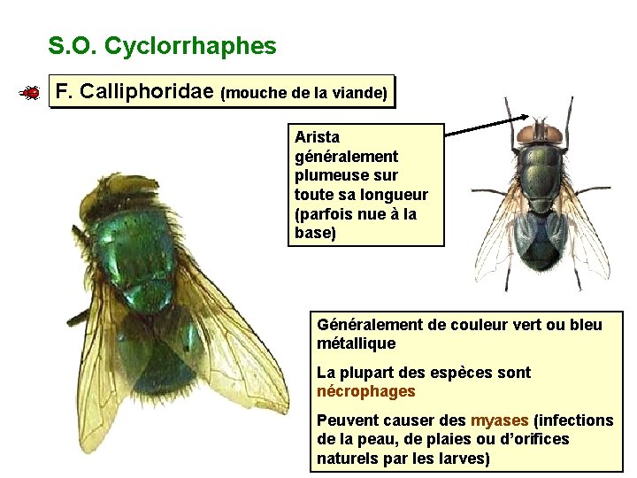 S. O. Cyclorrhaphes F. Calliphoridae (mouche de la viande) Arista généralement plumeuse sur toute