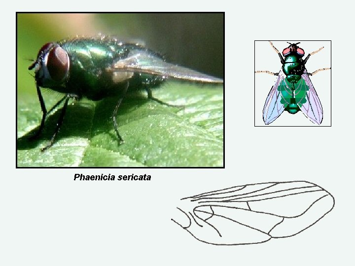 Phaenicia sericata 