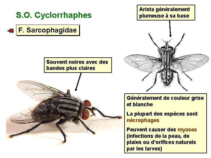S. O. Cyclorrhaphes Arista généralement plumeuse à sa base F. Sarcophagidae Souvent noires avec