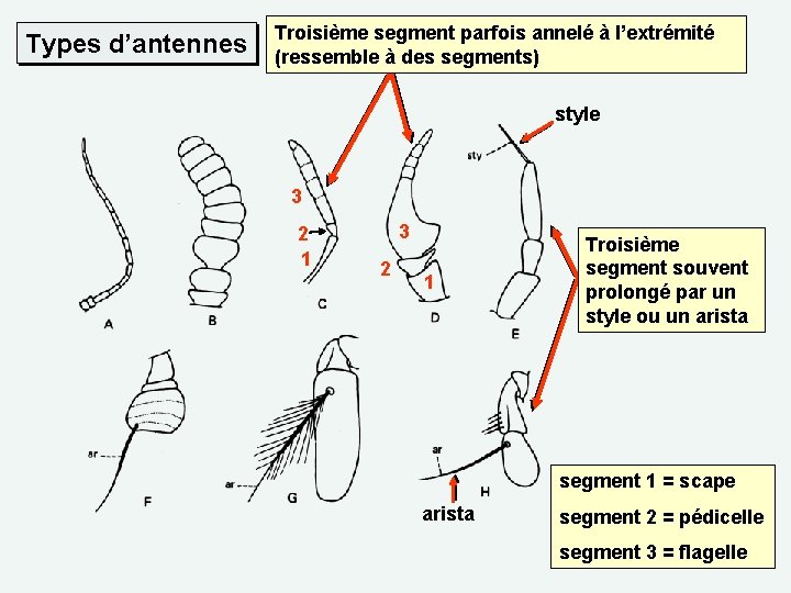 Types d’antennes Troisième segment parfois annelé à l’extrémité (ressemble à des segments) style 3