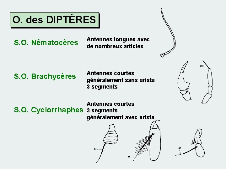 O. des DIPTÈRES S. O. Nématocères Antennes longues avec de nombreux articles S. O.