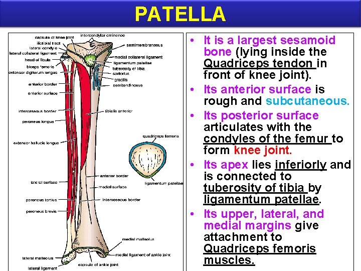 PATELLA • It is a largest sesamoid bone (lying inside the Quadriceps tendon in
