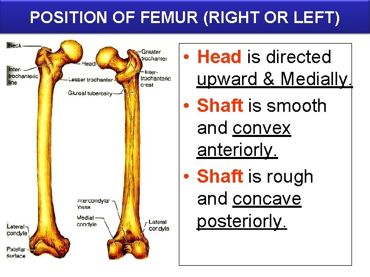 POSITION OF FEMUR (RIGHT OR LEFT) • Head is directed upward & Medially. •