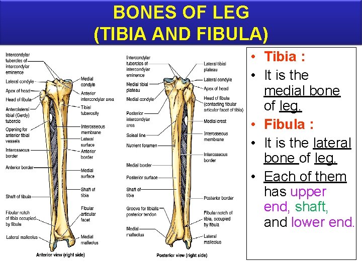 BONES OF LEG (TIBIA AND FIBULA) • Tibia : • It is the medial