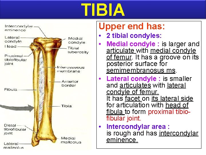 TIBIA Upper end has: • 2 tibial condyles: • Medial condyle : is larger