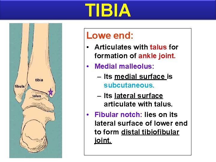 TIBIA Lowe end: • Articulates with talus formation of ankle joint. • Medial malleolus: