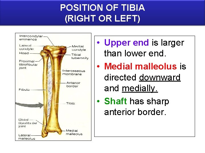 POSITION OF TIBIA (RIGHT OR LEFT) • Upper end is larger than lower end.