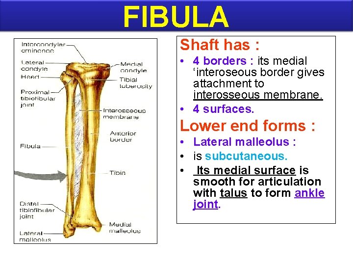 FIBULA Shaft has : • 4 borders : its medial ‘interoseous border gives attachment