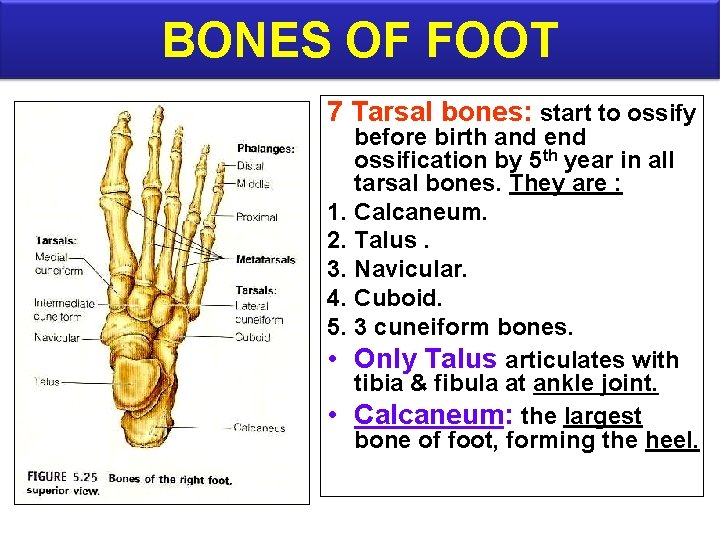 BONES OF FOOT 7 Tarsal bones: start to ossify before birth and end ossification