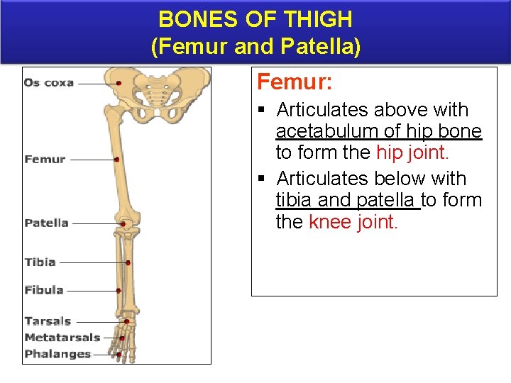 BONES OF THIGH (Femur and Patella) Femur: § Articulates above with acetabulum of hip