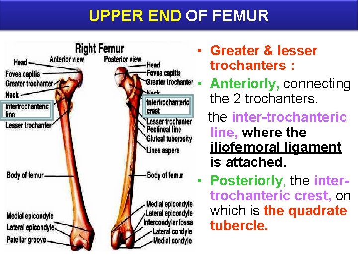 UPPER END OF FEMUR • Greater & lesser trochanters : • Anteriorly, connecting the
