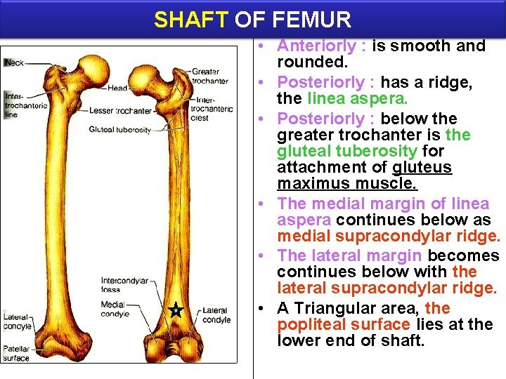 SHAFT OF FEMUR • Anteriorly : is smooth and rounded. • Posteriorly : has