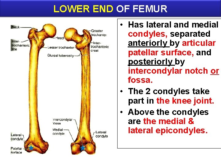 LOWER END OF FEMUR • Has lateral and medial condyles, separated anteriorly by articular