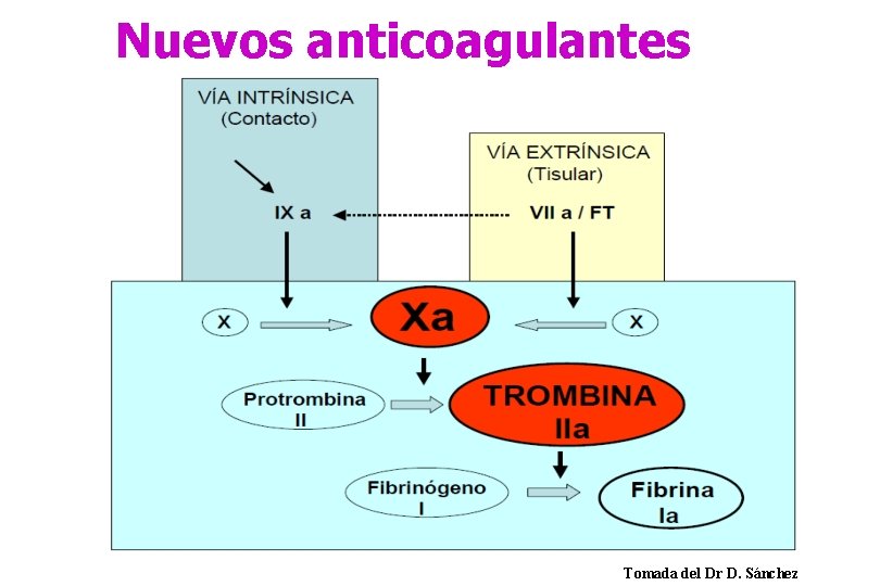 Nuevos anticoagulantes Tomada del Dr D. Sánchez 