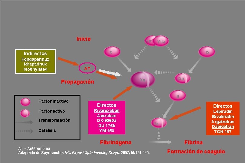 Inicio TF X Indirectos Fondaparinux Idraparinux biotinylated IX AT Factor inactivo Factor activo Transformación