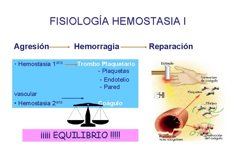 FISIOLOGÍA HEMOSTASIA I Agresión • Hemostasia 1 aria vascular • Hemostasia 2 aria Hemorragia