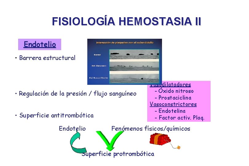 FISIOLOGÍA HEMOSTASIA II Endotelio • Barrera estructural • Regulación de la presión / flujo