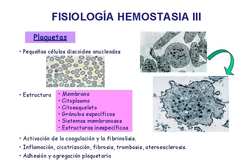 FISIOLOGÍA HEMOSTASIA III Plaquetas • Pequeñas células discoides anucleadas • Estructura • Membrana •