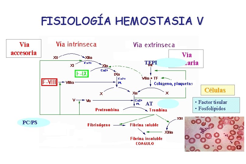FISIOLOGÍA HEMOSTASIA V Vía accesoria TFPI Vía primaria Células AT PC/PS • Factor tisular