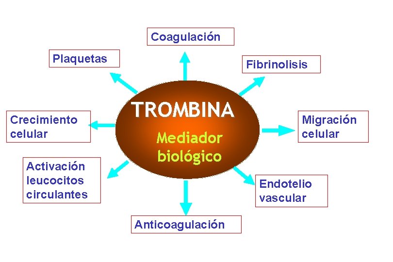 Coagulación Plaquetas Crecimiento celular Activación leucocitos circulantes Fibrinolisis TROMBINA Mediador biológico Migración celular Endotelio