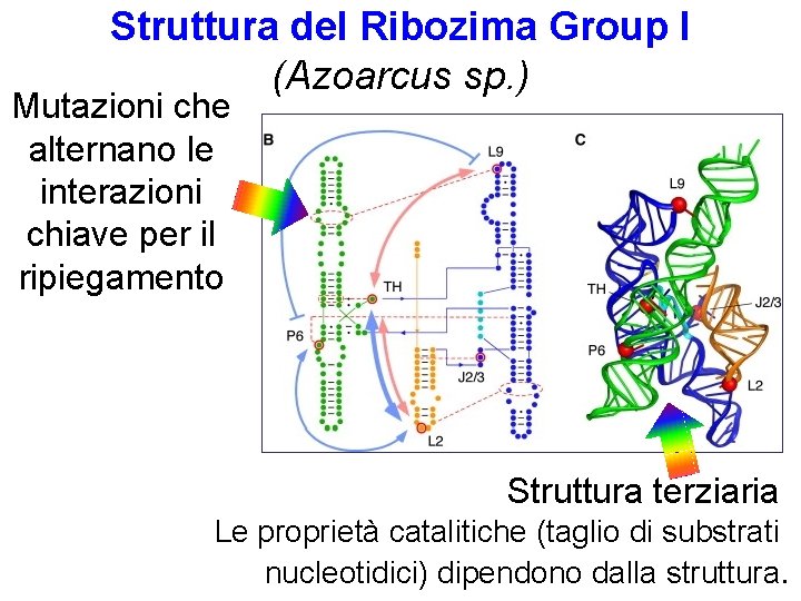 Struttura del Ribozima Group I (Azoarcus sp. ) Mutazioni che alternano le interazioni chiave