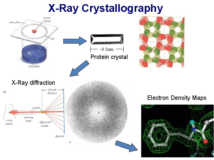 X-Ray Crystallography ~0. 5 mm Protein crystal X-Ray diffraction Electron Density Maps 