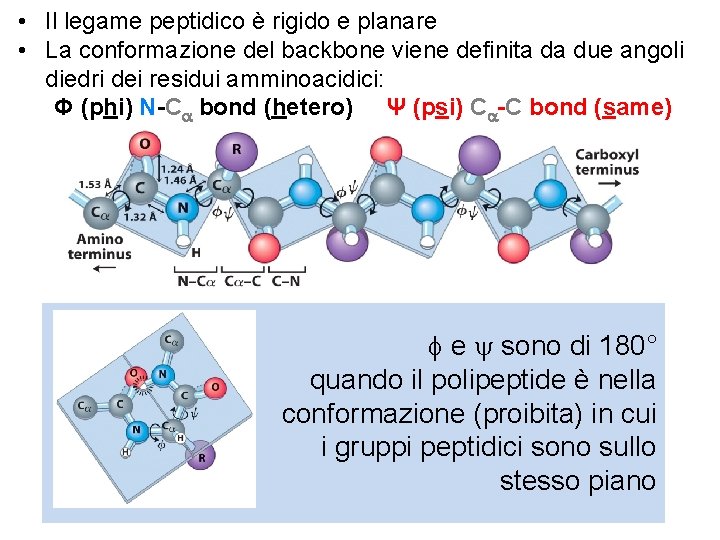  • Il legame peptidico è rigido e planare • La conformazione del backbone