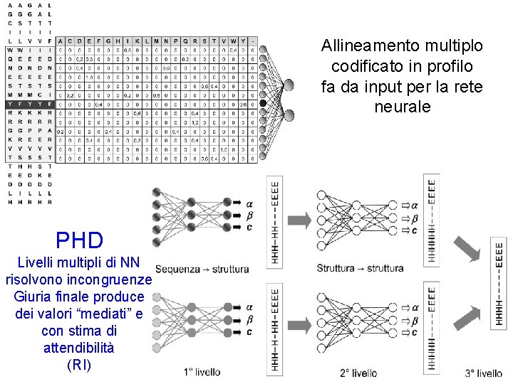 Allineamento multiplo codificato in profilo fa da input per la rete neurale PHD Livelli