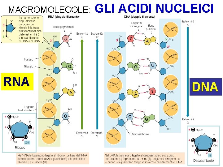 MACROMOLECOLE: RNA GLI ACIDI NUCLEICI DNA 