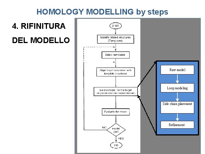 HOMOLOGY MODELLING by steps 4. RIFINITURA DEL MODELLO Raw model Loop modeling Side chain