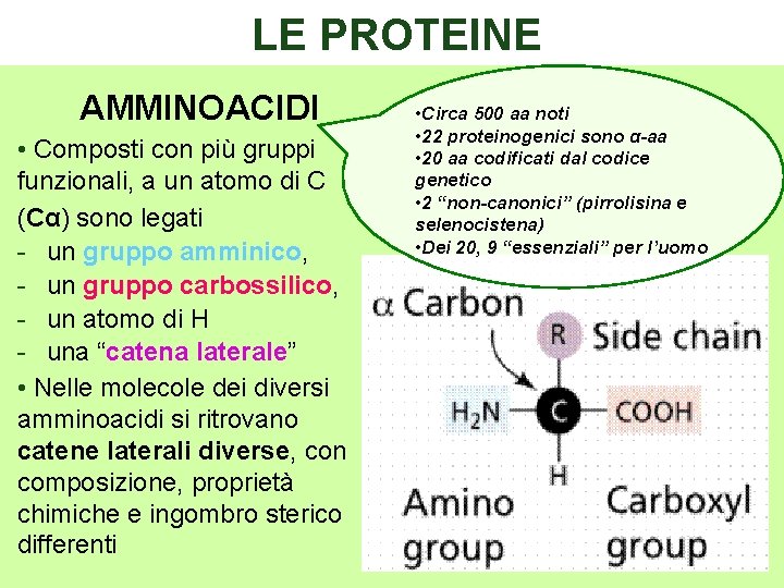 LE PROTEINE AMMINOACIDI • Composti con più gruppi funzionali, a un atomo di C