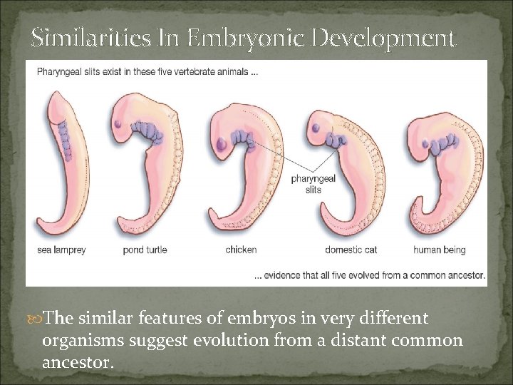 Similarities In Embryonic Development The similar features of embryos in very different organisms suggest