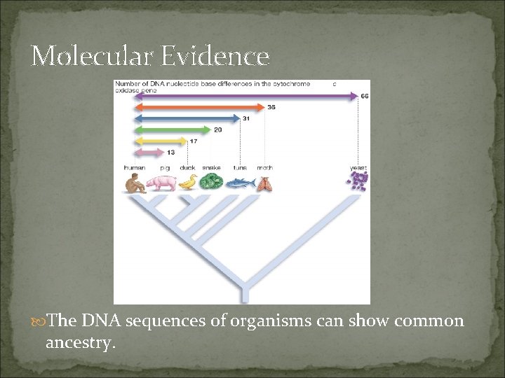 Molecular Evidence The DNA sequences of organisms can show common ancestry. 