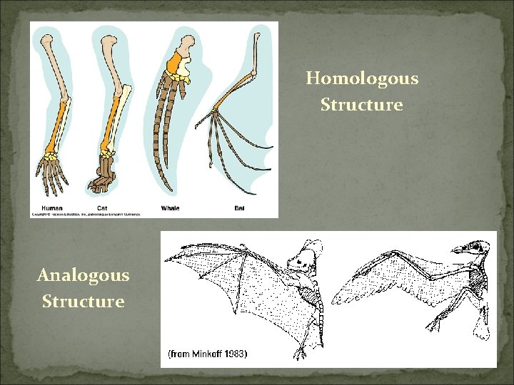 Homologous Structure Analogous Structure 
