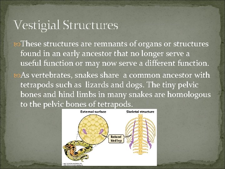 Vestigial Structures These structures are remnants of organs or structures found in an early