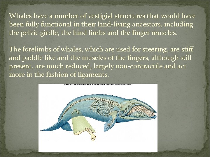 Whales have a number of vestigial structures that would have been fully functional in