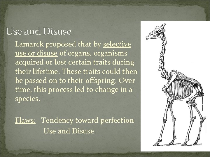Use and Disuse Lamarck proposed that by selective use or disuse of organs, organisms