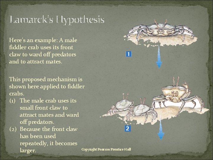 Lamarck's Hypothesis Here’s an example: A male fiddler crab uses its front claw to