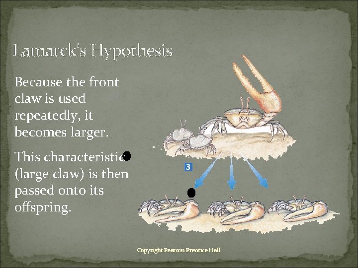 Lamarck's Hypothesis Because the front claw is used repeatedly, it becomes larger. This characteristic