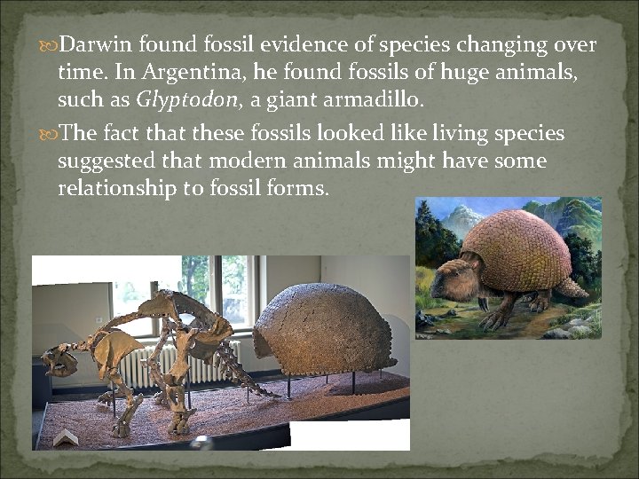  Darwin found fossil evidence of species changing over time. In Argentina, he found
