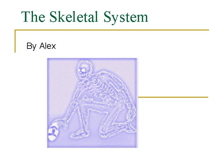 The Skeletal System By Alex 