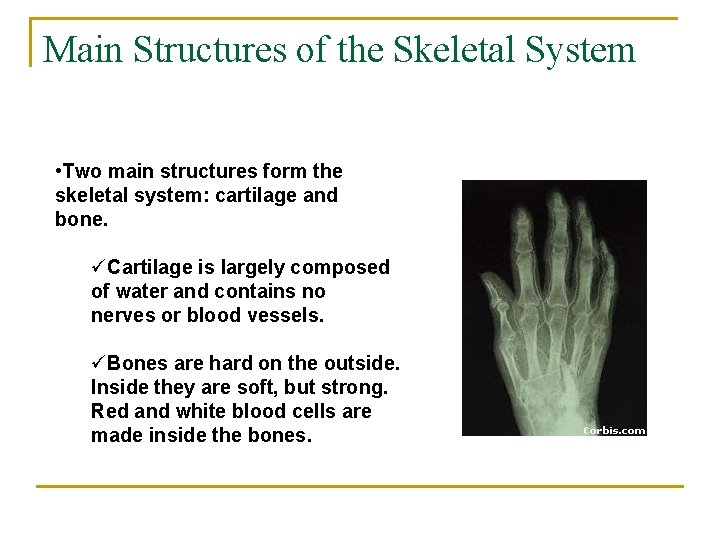 Main Structures of the Skeletal System • Two main structures form the skeletal system: