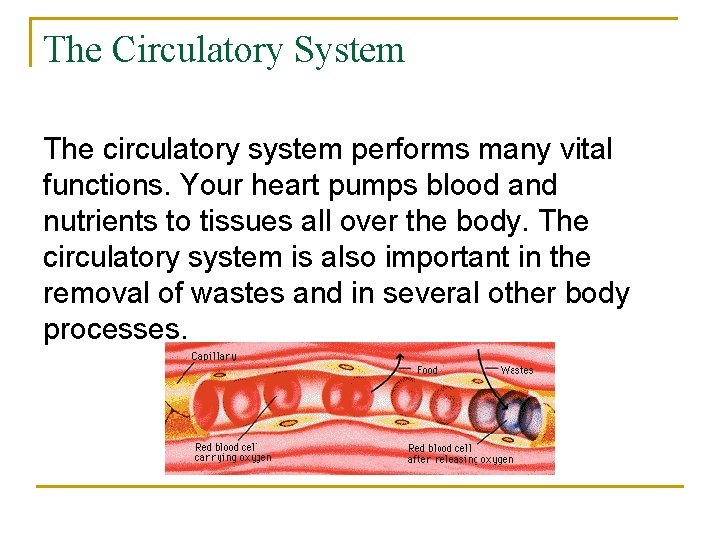 The Circulatory System The circulatory system performs many vital functions. Your heart pumps blood