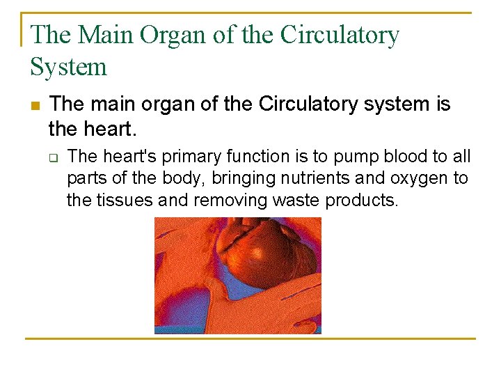 The Main Organ of the Circulatory System n The main organ of the Circulatory