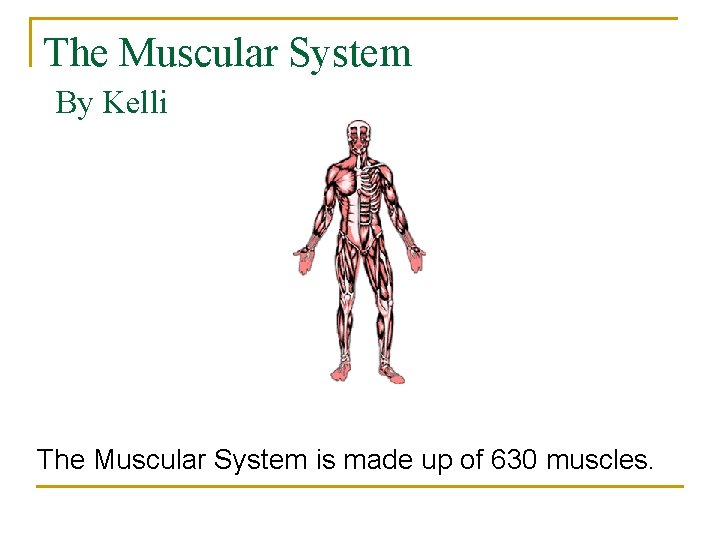 The Muscular System By Kelli The Muscular System is made up of 630 muscles.