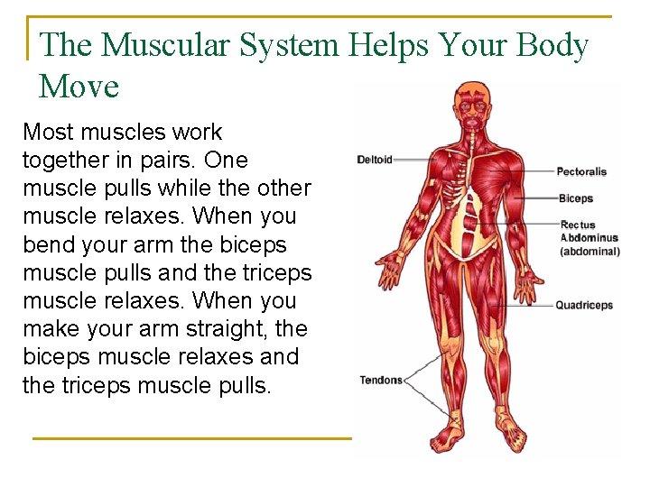 The Muscular System Helps Your Body Move Most muscles work together in pairs. One