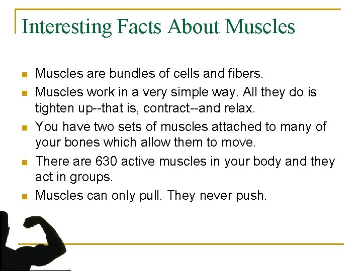 Interesting Facts About Muscles n n n Muscles are bundles of cells and fibers.