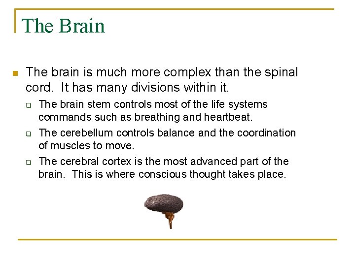 The Brain n The brain is much more complex than the spinal cord. It